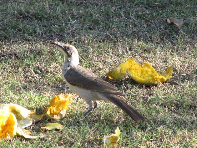 Little Friarbird (2)