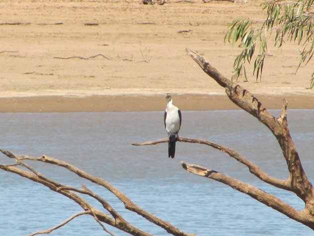 Little Pied Cormorant