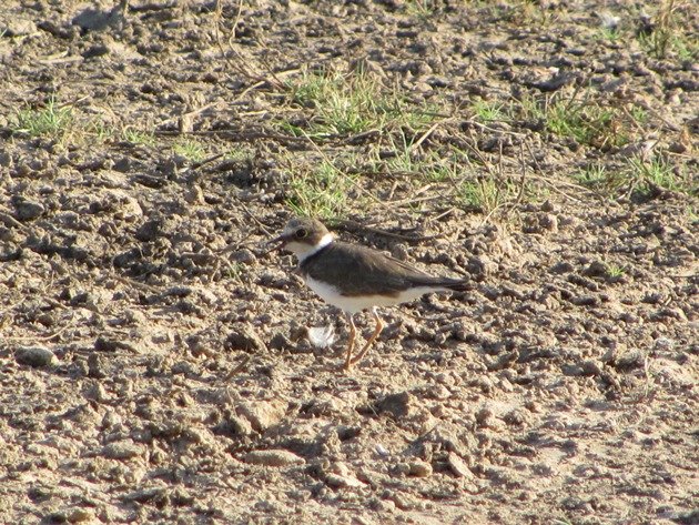 Hooded Plovers in Mornington Peninsula National Park