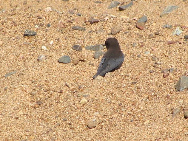 Little Woodswallow