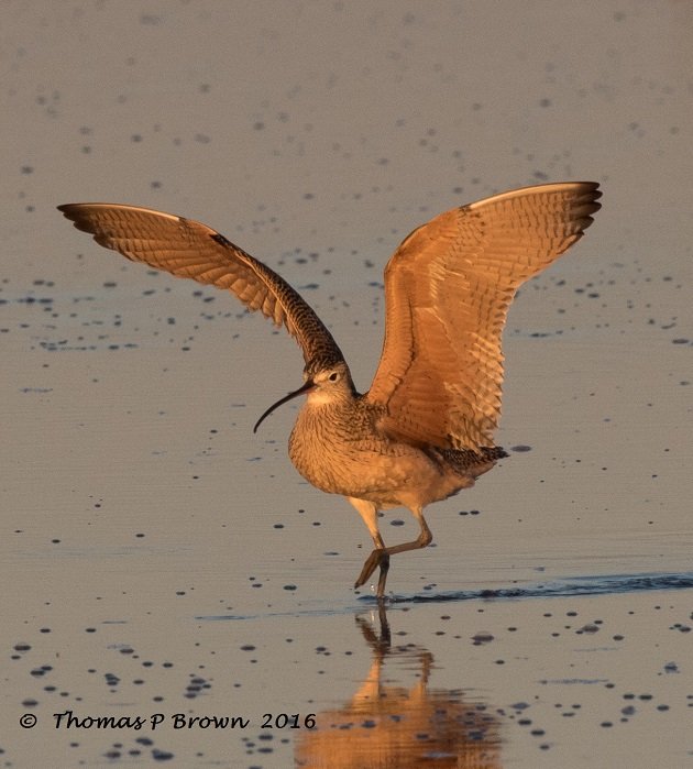 long-billed-curlew-2