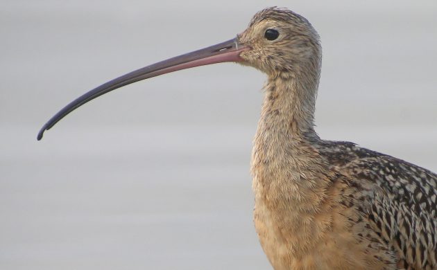 Long-billed Curlew