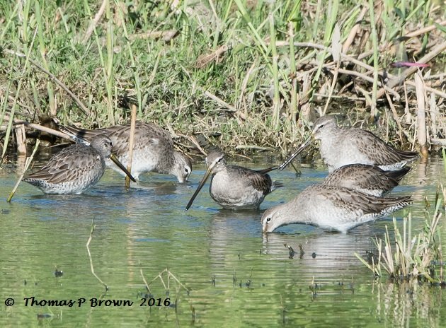 long-billed-dowitcher-3