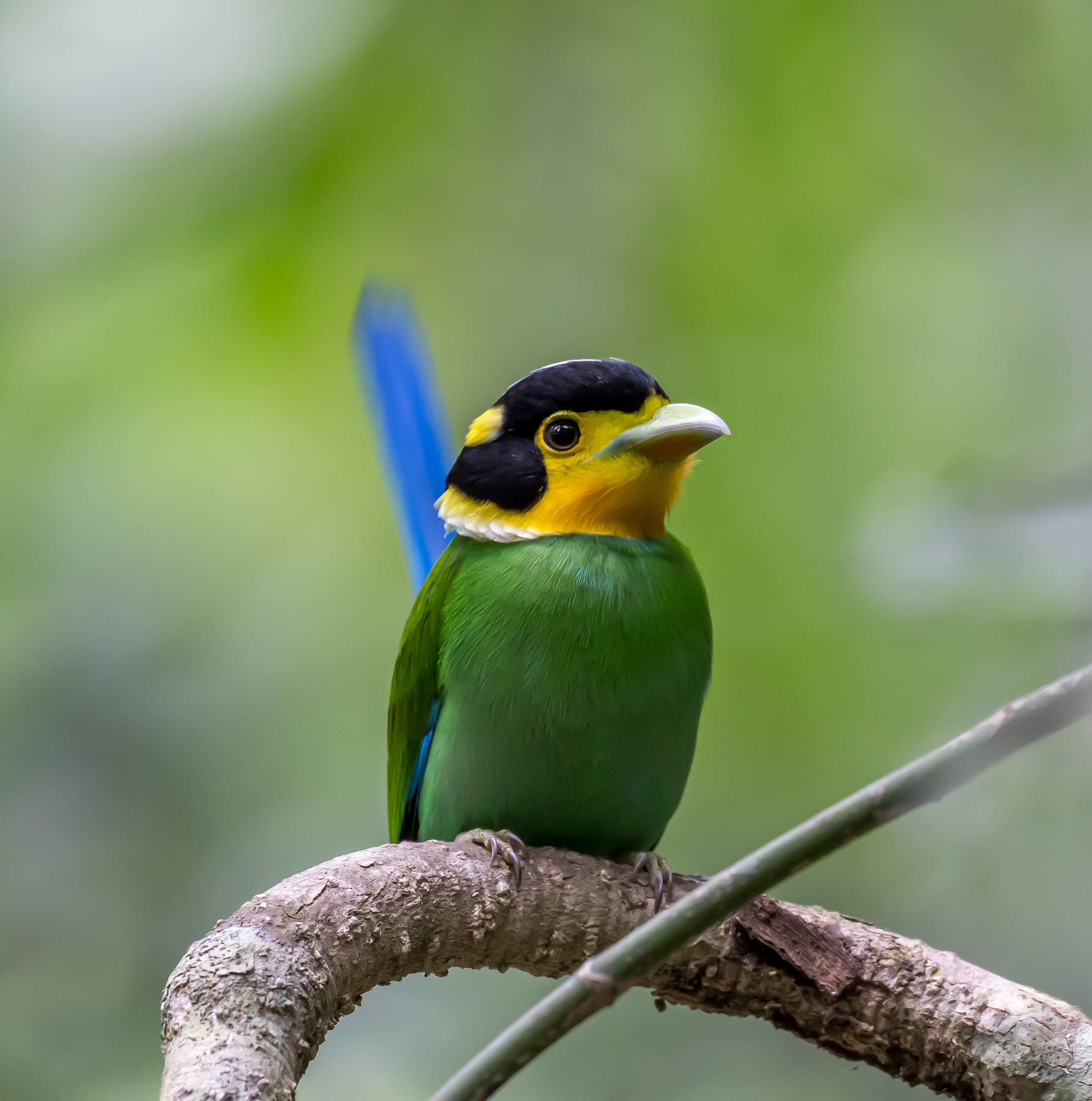Birding Dilinh, Vietnam (Half 2)