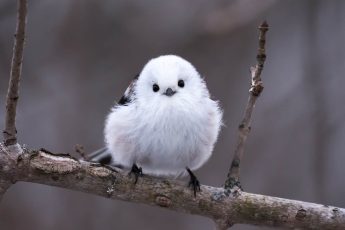 Long-tailed Tit on Hokkaido - 10,000 Birds