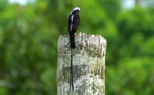 long-tailed-tyrant