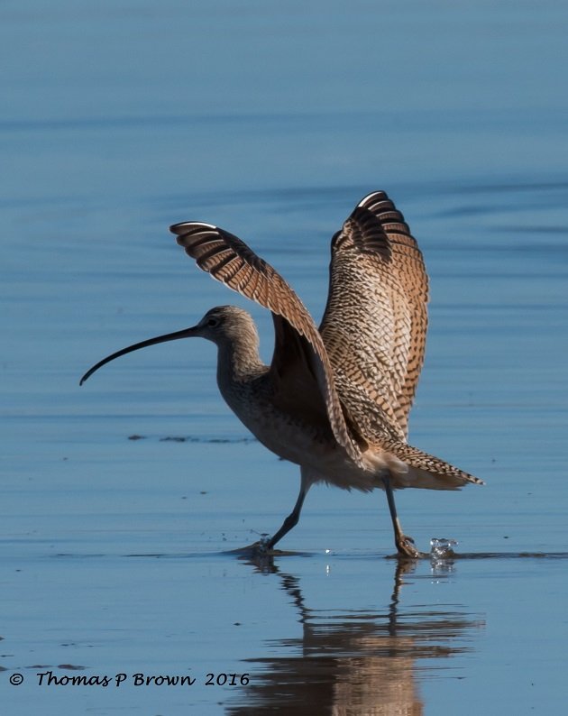 longbiled-curlew