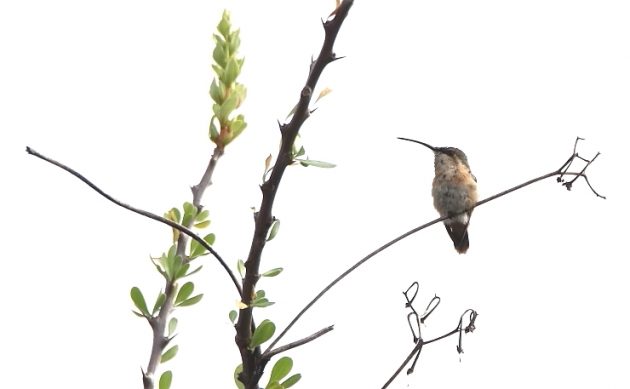 Animalstuffstore Lucifer-Hummingbird-female-Paso-Ancho-2022-630x389 How Many Hummers? – 10,000 Birds Bird  