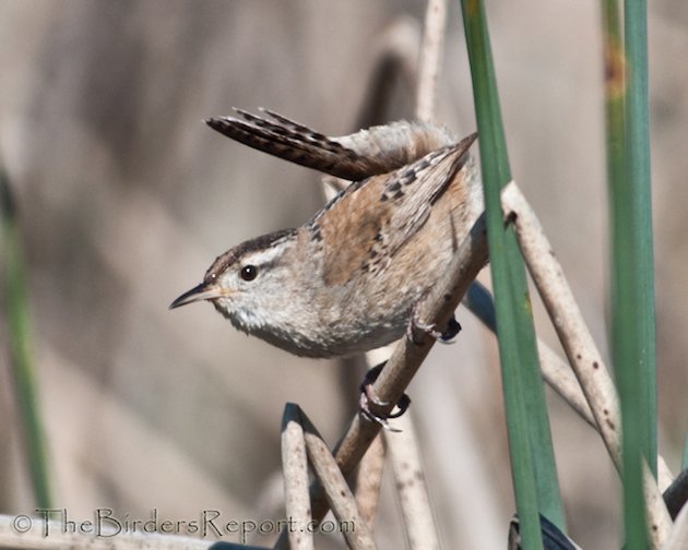 Marsh Wren