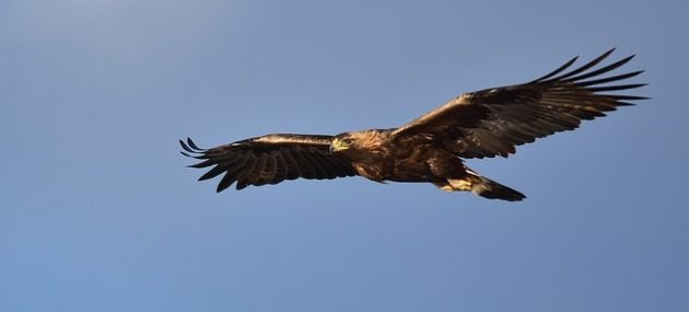 Golden Eagle: Eagle Tails and the Migratory Bird Treaty Act