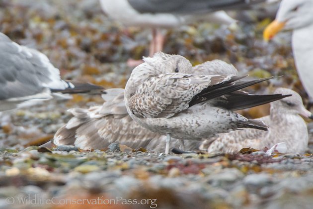 Mew Gull First Winter