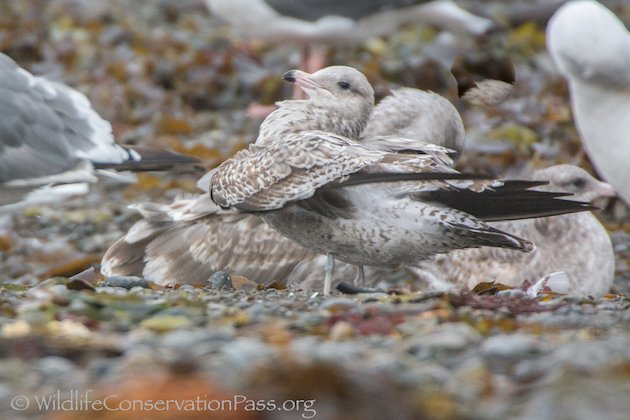 Mew Gull First Winter