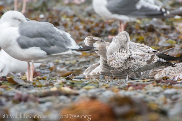 Mew Gull First Winter