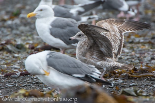 Mew Gull Wings U