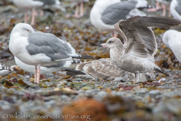 Mew Gull Wings U