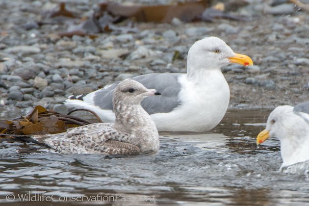 Mew Gull with Western Gulls