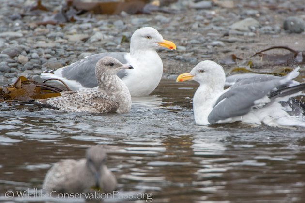 Mew Gull with Western Gulls