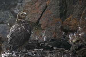Rough-legged Hawk young in nest