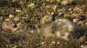 Arctic Hare (Lepus arcticus) in summer