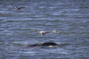 Thayer's Gull with Narwhal