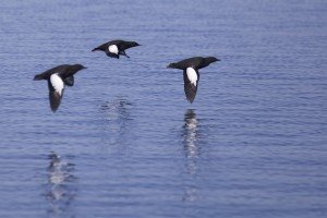 Black Guillemot (Cepphus grylle)