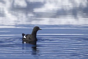 Black Guillemot (Cepphus grylle)