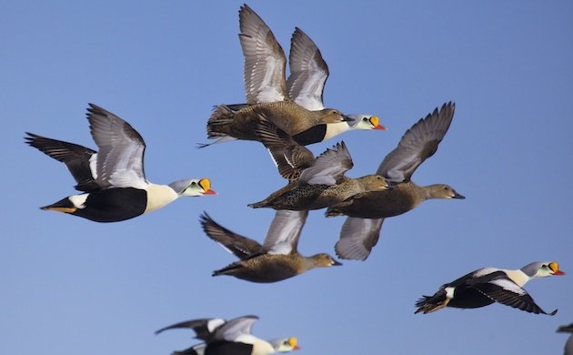 King Eider (Somateria spectabilis)