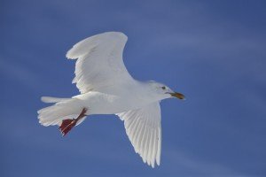 Larus hyperboreus