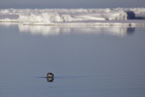 Ringed Seal at the Floe Edge.