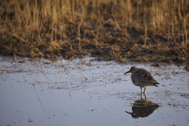 Red Knot, Calidris canutus islandica