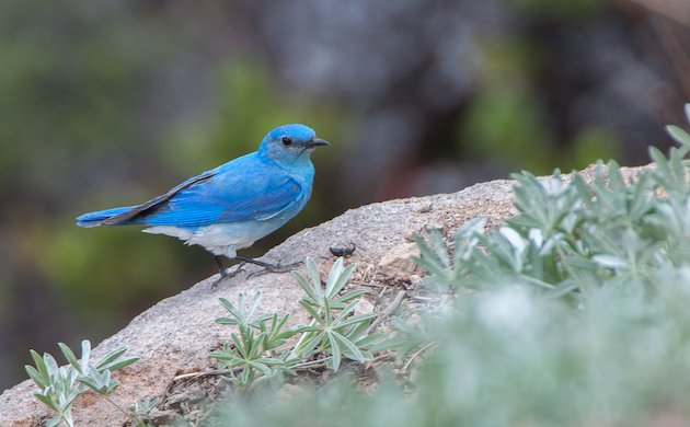 Mountain Bluebird Male at Lassen Volcanic National Park