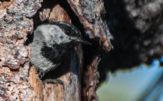 Mountain Chickadee