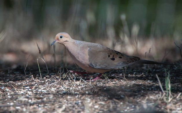 Mourning Dove