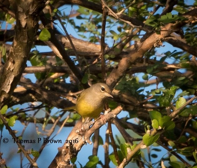 macgillivrays-warbler-2