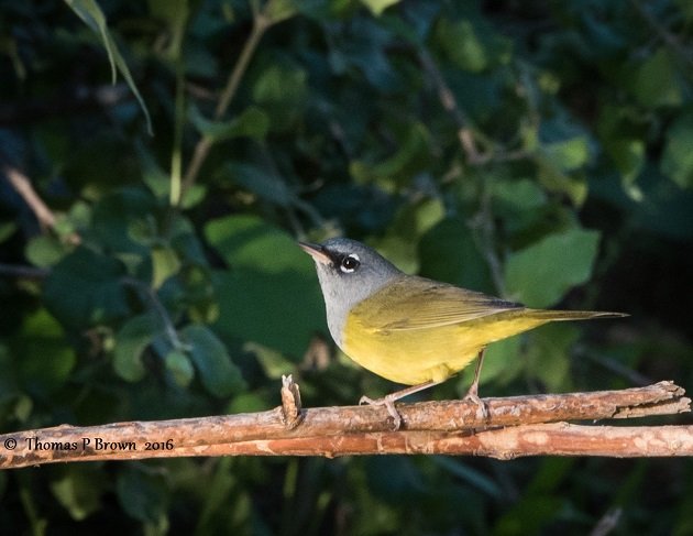 macgillivrays-warbler-3