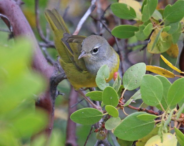 macgillavrys-warbler