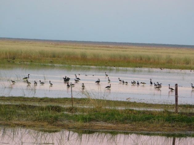 Animalstuffstore Magpie-Geese-3-3 Sundown birding from the freeway – 10,000 Birds Bird  