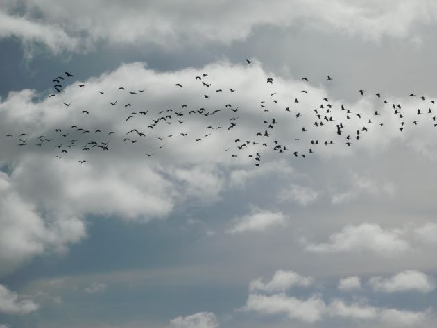 Animalstuffstore Magpie-Geese-9 Hen-watching from the bitumen – 10,000 Birds Bird  