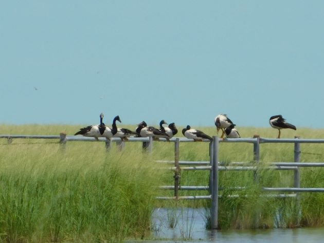Animalstuffstore Magpie-Geese-on-gate-1 Magpie Geese breed close to Broome as soon as once more – 10,000 Birds Bird  
