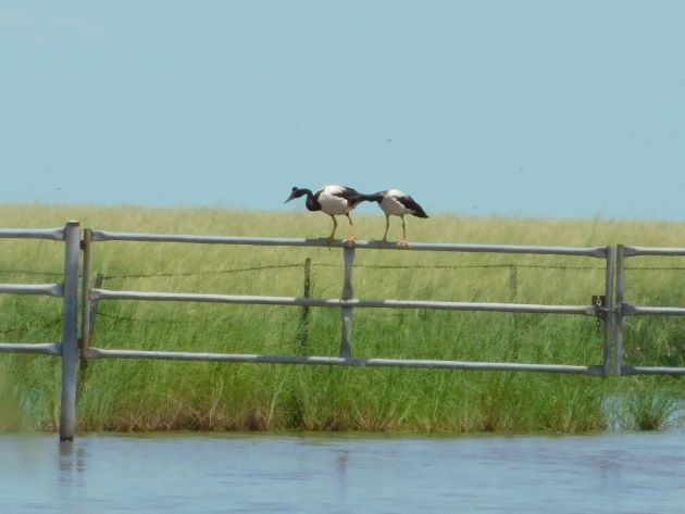 Animalstuffstore Magpie-Geese-on-gate-2 Magpie Geese breed close to Broome as soon as once more – 10,000 Birds Bird  