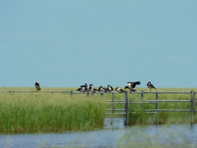 Animalstuffstore Magpie-Geese-on-gate Magpie Geese breed close to Broome as soon as once more – 10,000 Birds Bird  