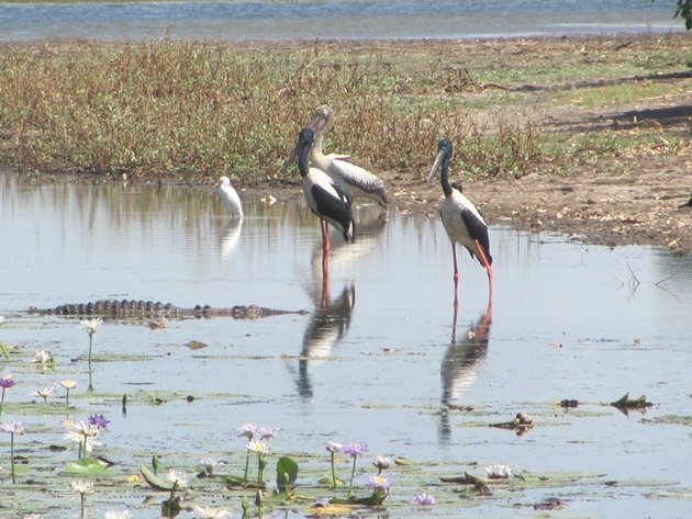 magpie-goose-being-eaten-by-a-crocodile-10