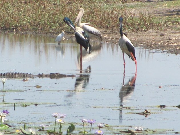 magpie-goose-being-eaten-by-a-crocodile-12