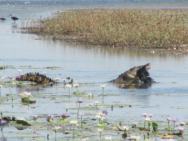 magpie-goose-being-eaten-by-a-crocodile-6