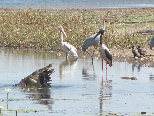 magpie-goose-being-eaten-by-a-crocodile-7