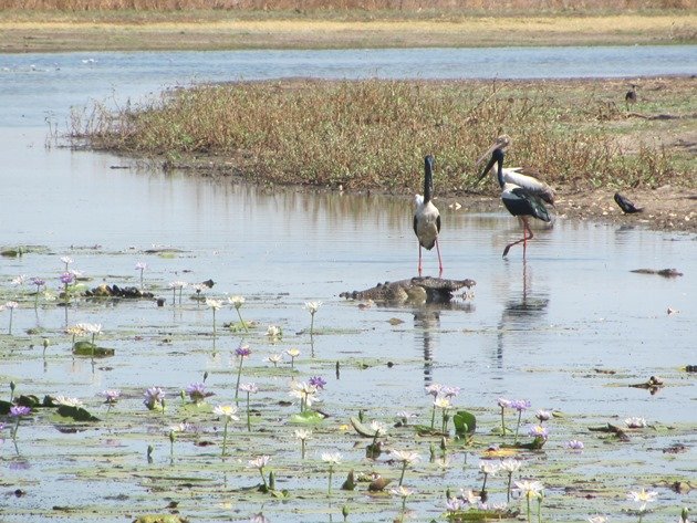 magpie-goose-being-eaten-by-a-crocodile-8