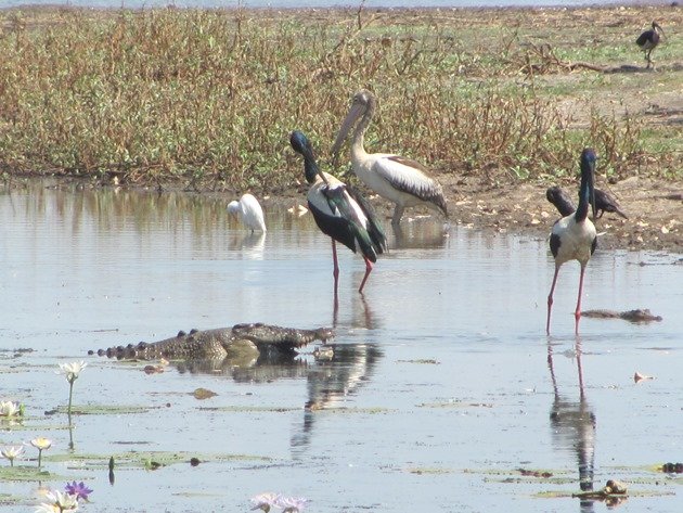 magpie-goose-being-eaten-by-a-crocodile-9