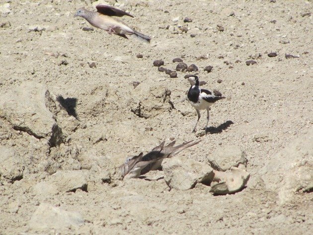 magpie-lark-peaceful-doves