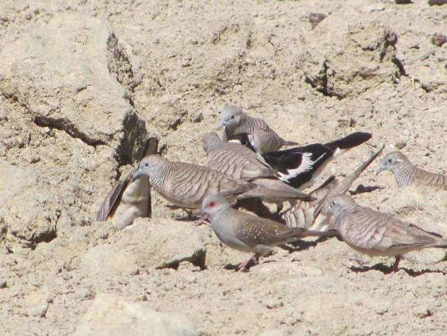 magpie-larkpeaceful-dove-diamond-dove