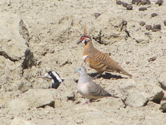 magpie-larkpeaceful-dove-spinifex-pigeon